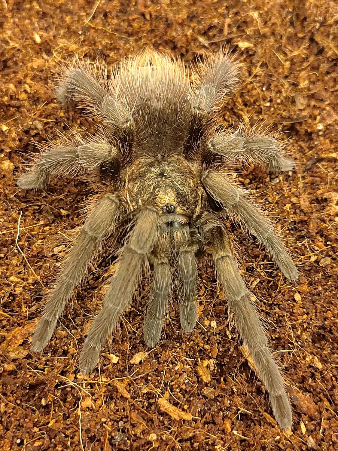 Phormictopus auratus - Cuban Bronze Male (10-11cm)