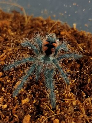 Pamphobeteus sp mascara - Mascara Birdeater (4-5cm)