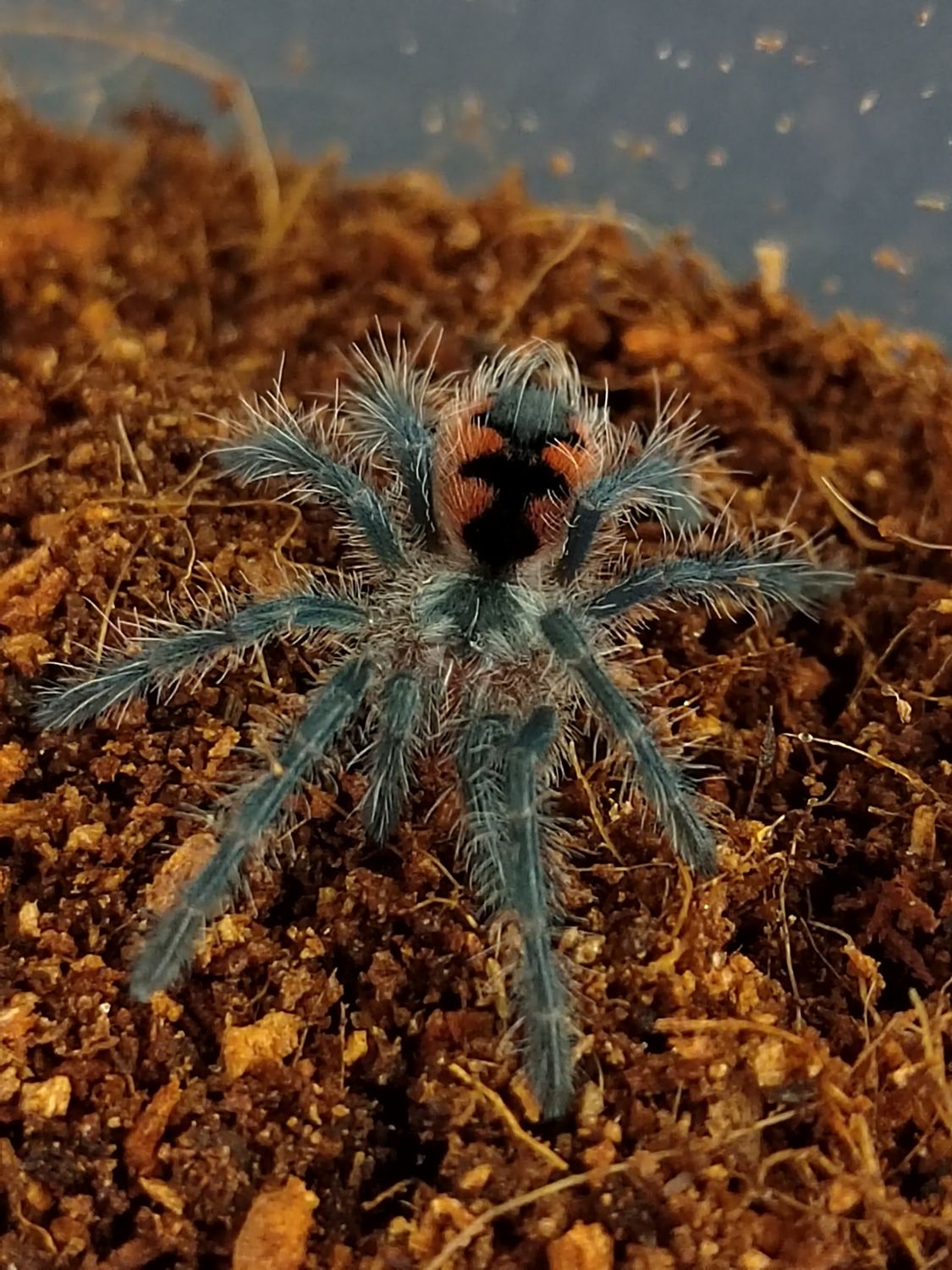 Pamphobeteus sp mascara - Mascara Birdeater (4-5cm)