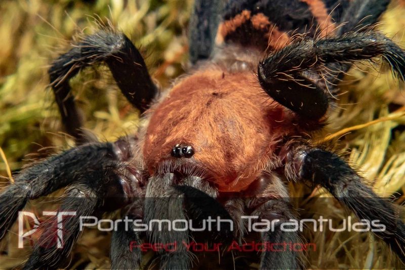Davus pentaloris - Costa Rican Tiger Rump (6-7cm)