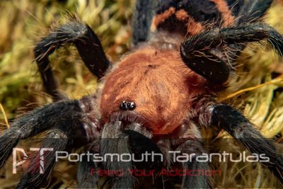 Davus pentaloris - Costa Rican Tiger Rump (6-7cm)