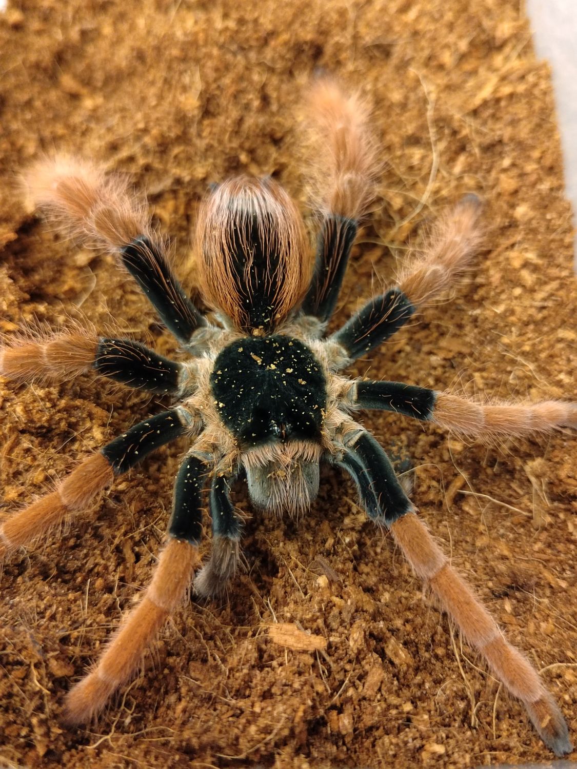 Megaphobema robustum - Colombian Giant Redleg Female (8-9cm)