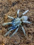 Chilobrachys dyscolus - vietnam blue (1-2cm)