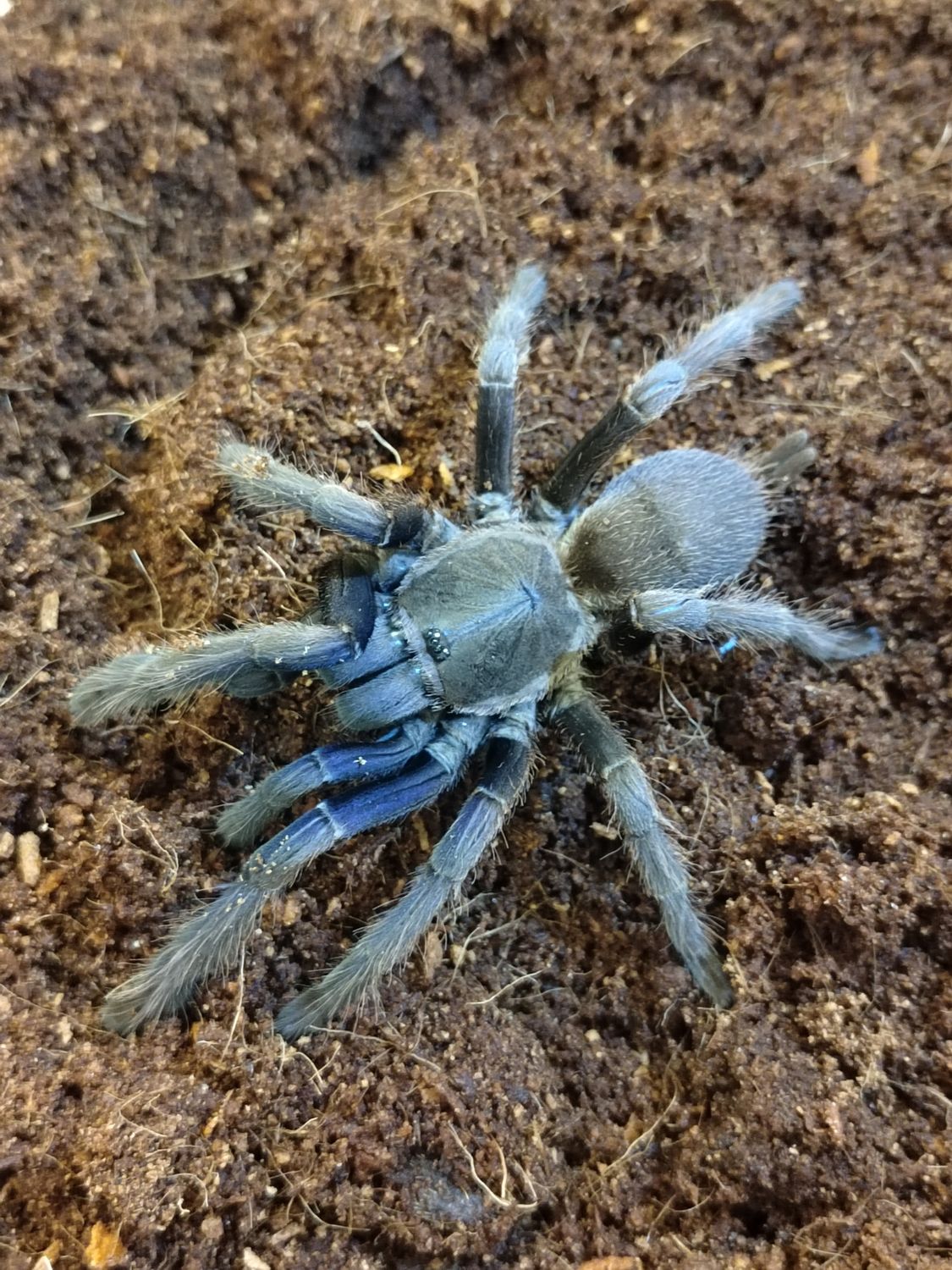 Chilobrachys dyscolus - vietnam blue (2-3cm)