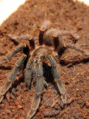 Ephebopus Rufescens - red skeleton (2-3cm)