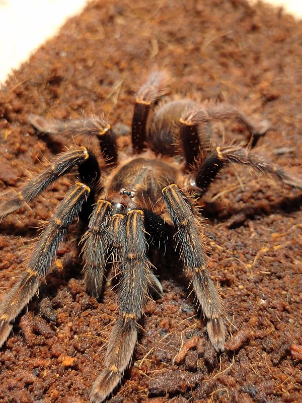 Ephebopus Rufescens - red skeleton (2-3cm)