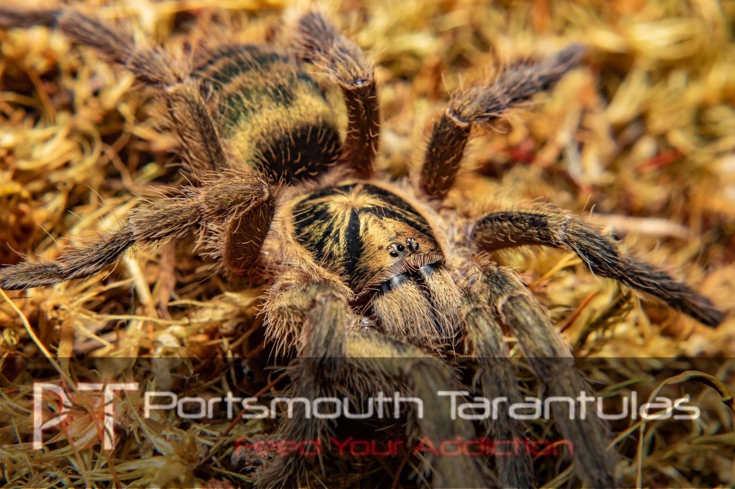 Neoholothele incei - Trinidad Olive Male (5-6cm)