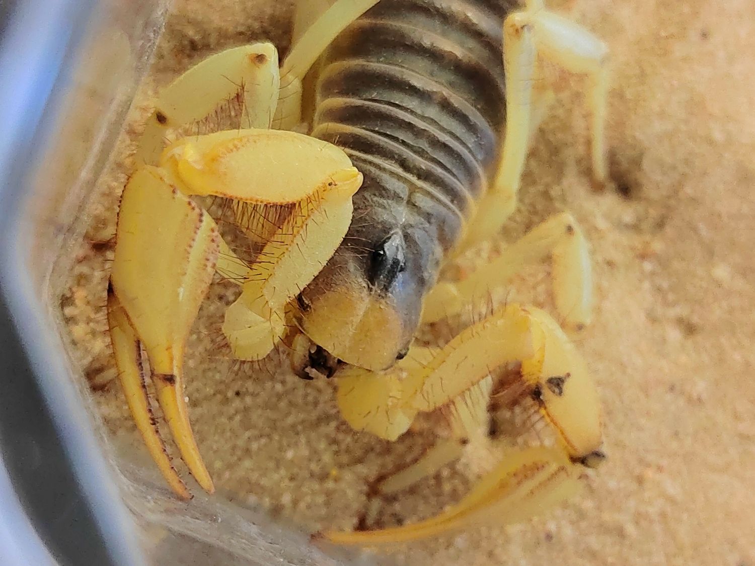 Hadrurus arizonensis - Desert hairy scorpion (Juvenile)