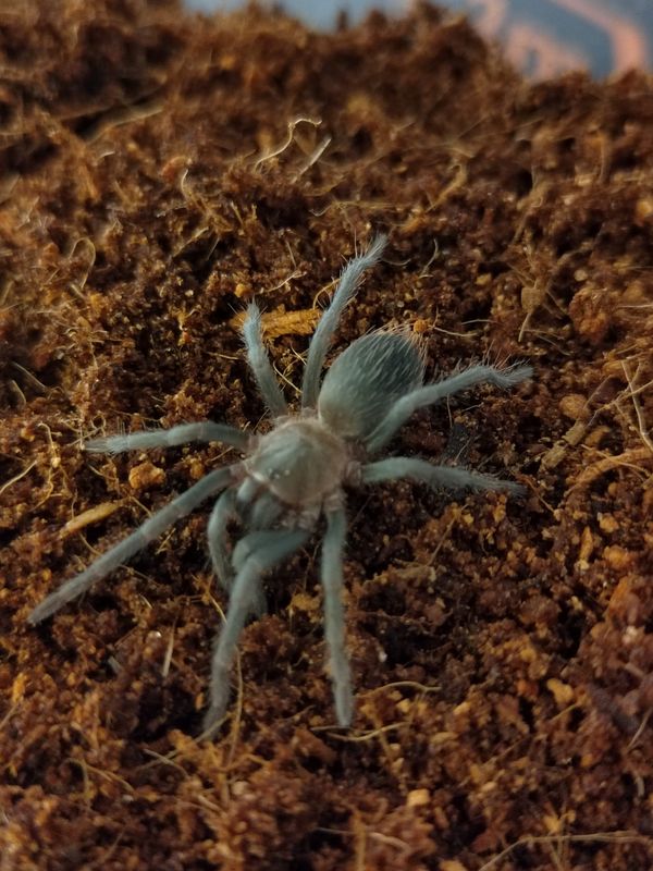 Aphonopelma crinirufum - Costa Rican Blue Front (0.5 - 1cm)
