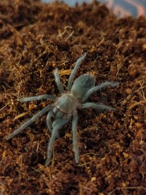 Aphonopelma crinirufum - Costa Rican Blue Front (0.5 - 1cm)