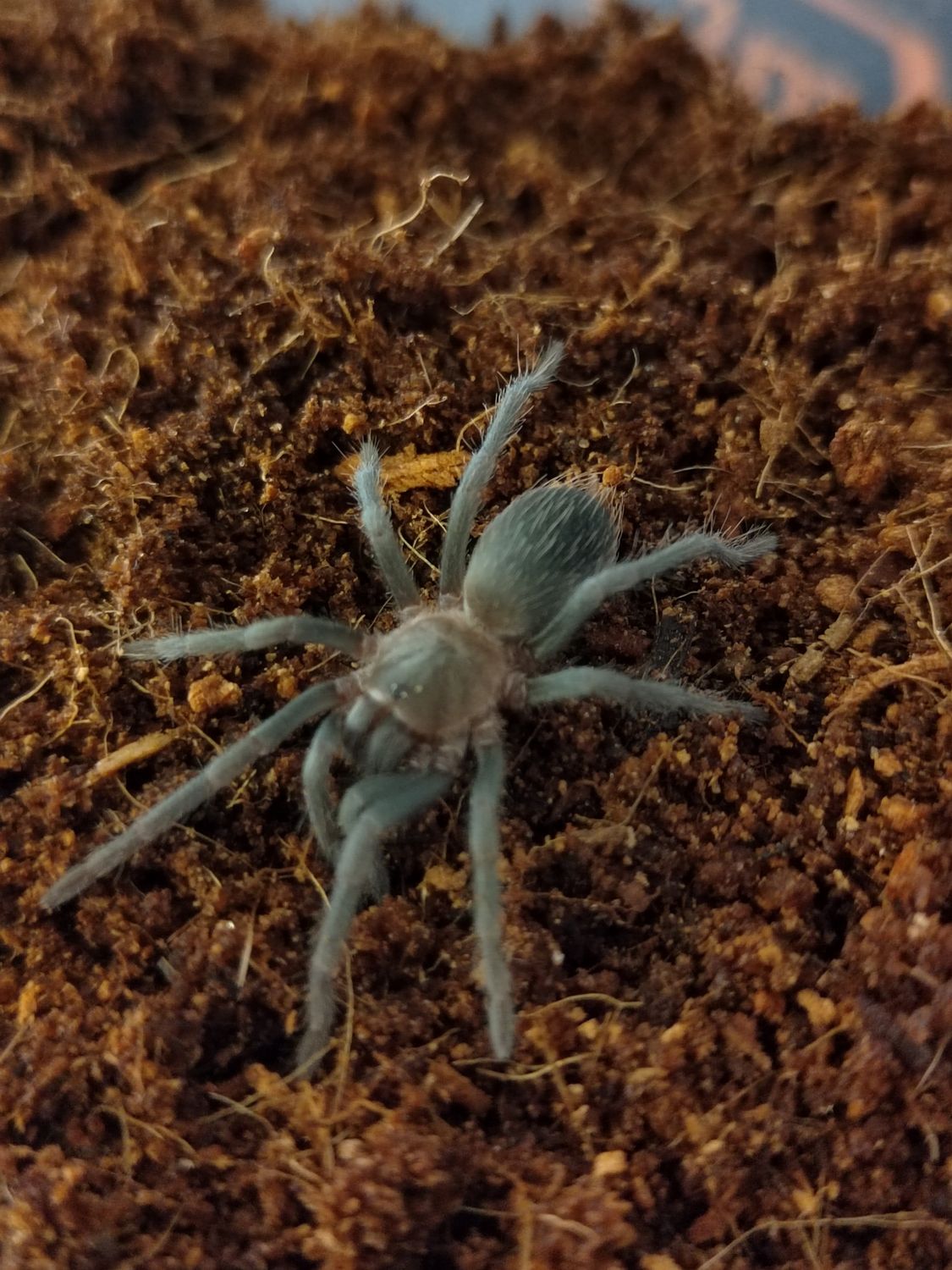 Aphonopelma crinirufum - Costa Rican Blue Front (0.5 - 1cm)