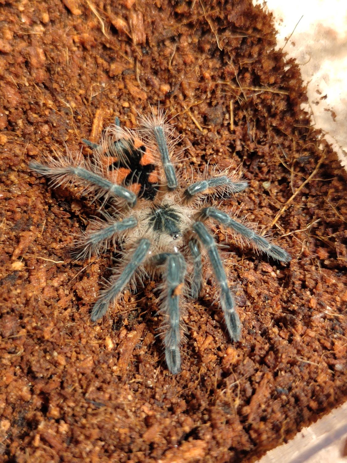 Pamphobeteus sp. nigricolor (Ecuador) - Blue Bloom (4-5cm)