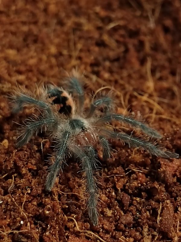 Pamphobeteus sp machala - Purple Bloom (2cm)