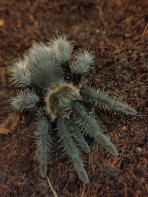 Tliltocatl albopilosum &#39;Honduran&#39; - Honduran Curly Hair (5-6cm)