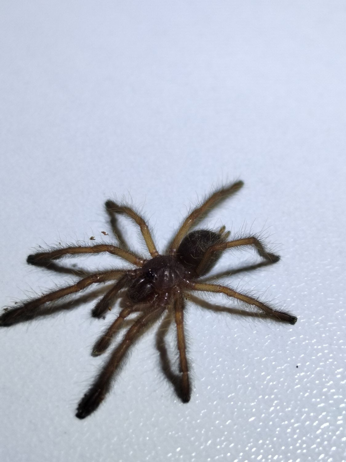 Phormingochilus sp. “Akcaya&quot; - Akcaya Tree Tiger (2-3cm)