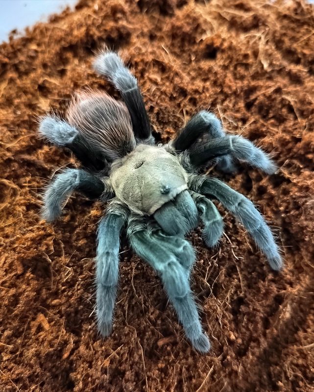 Aphonopelma anax - Texas tan (0.5-1cm)