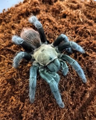 Aphonopelma anax - Texas tan (5-6cm)