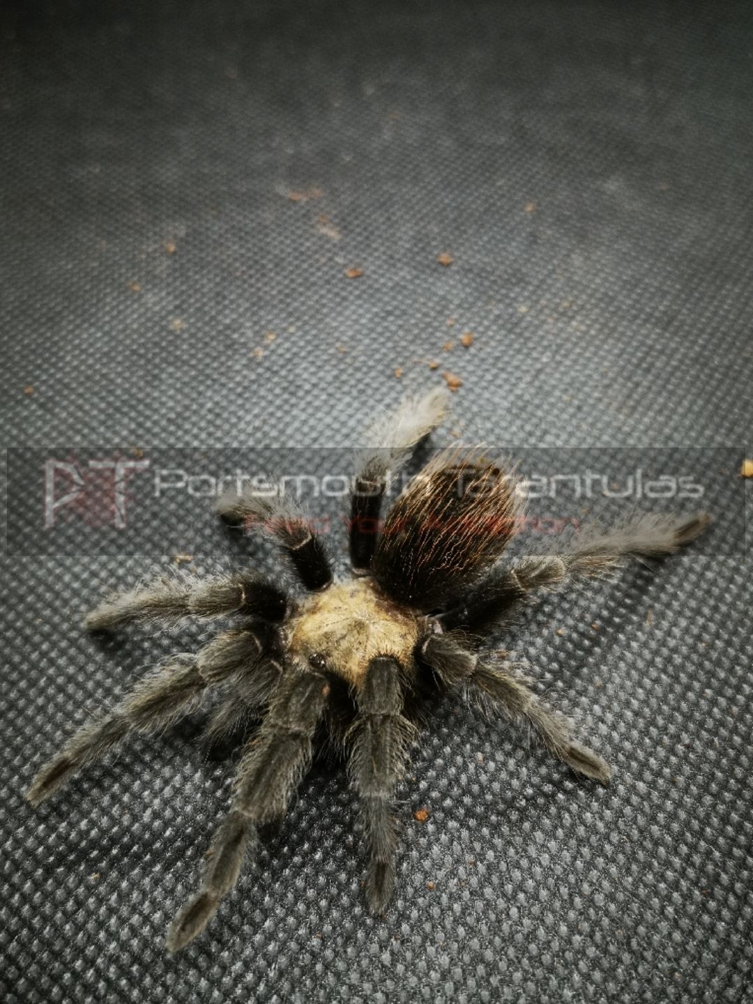 Brachypelma albiceps - Golden red rump Female (12-13cm) 