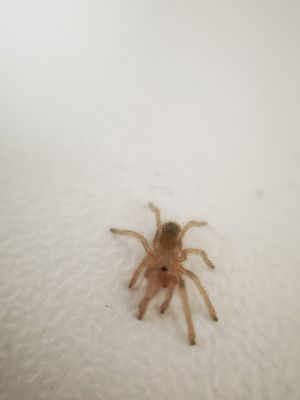 Neischnocolus sp. panama - Gold Banded Sunburst Dwarf (1-2cm)