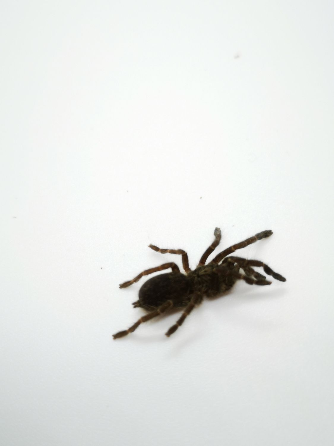 Pterinochilus chordatus - Kilimanjaro mustard baboon (2-3cm)