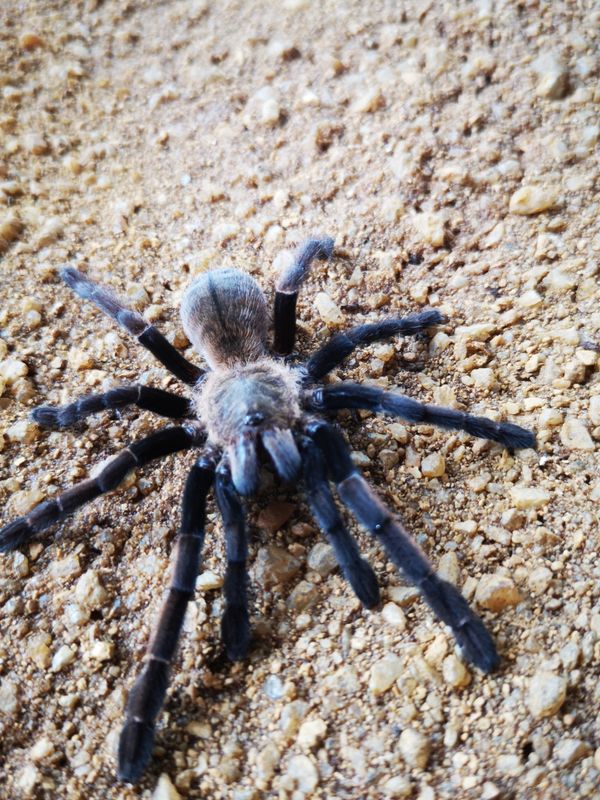 Ornithoctonus aureotibialis - Thailand golden fringe (7-8cm)