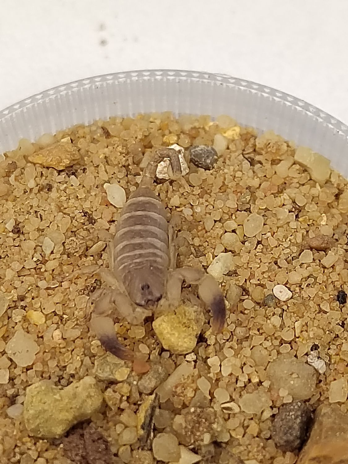Palaeocheloctonus pauliani - Scorpling