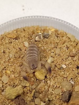 Palaeocheloctonus pauliani - Scorpling