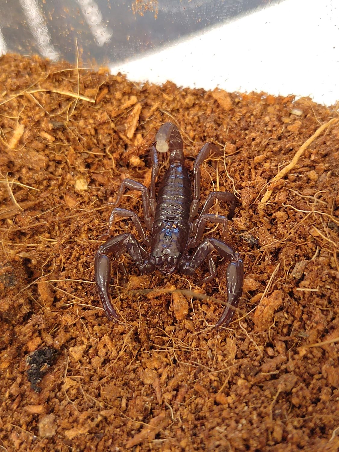 Heterometrus longimanus - Borneo Forest Scorpling