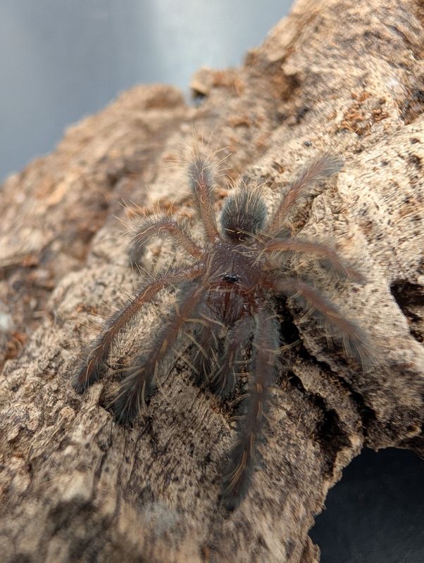 Omothymus violaceopes - Singapore Blue (2-3cm)