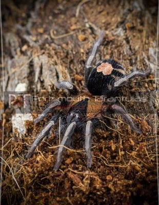 Cyriocosmus elegans - Trinidad dwarf (2-3cm) Male 