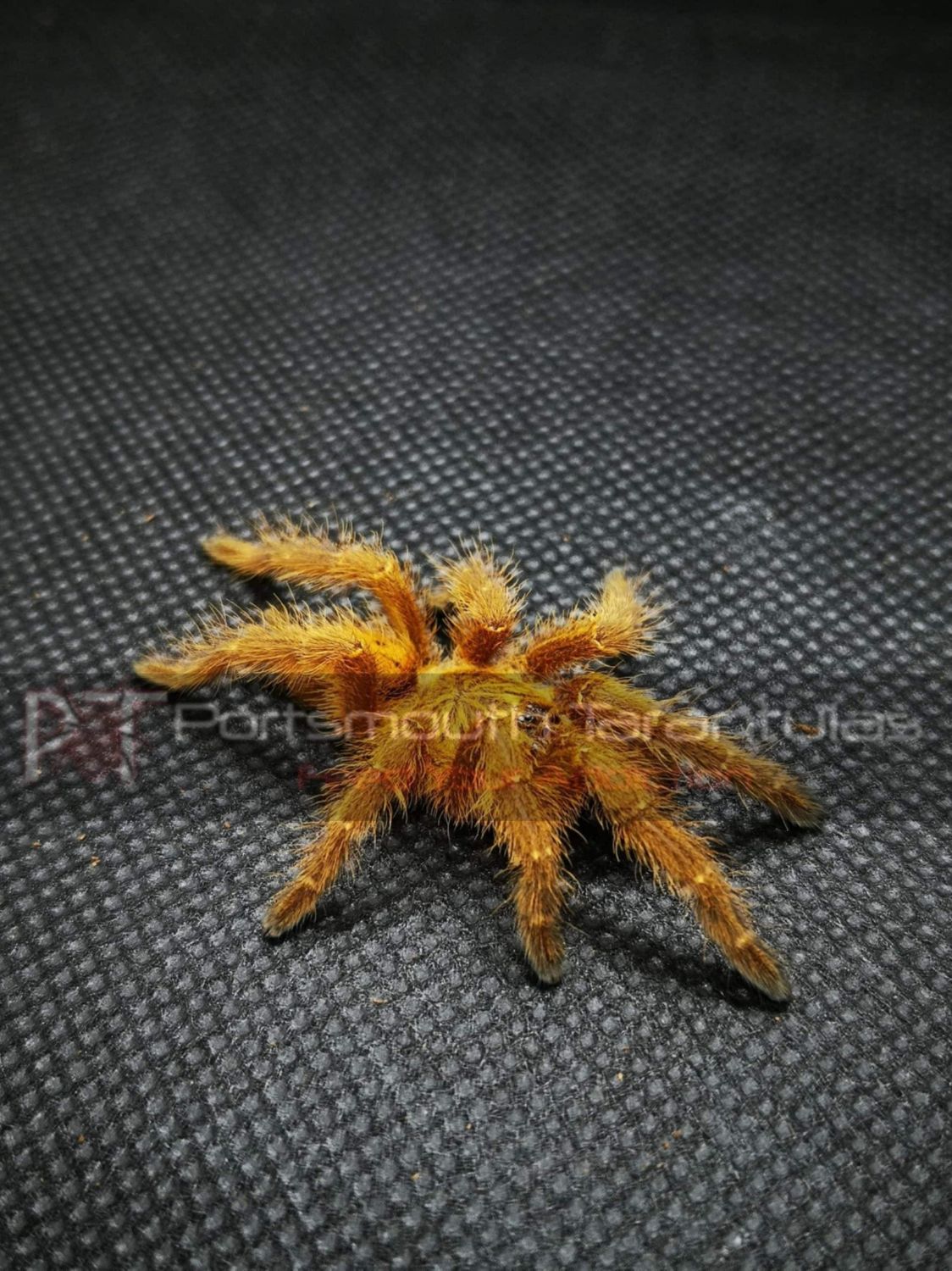 Pterinochilus murinus - OBT Usambara (11-12cm)