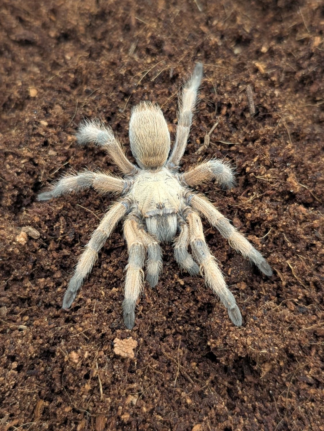 Aphonopelma moderatum - Rio Grande Gold Male (6-7cm)