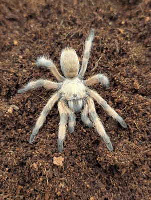 Aphonopelma moderatum - Rio Grande Gold Male (6-7cm)