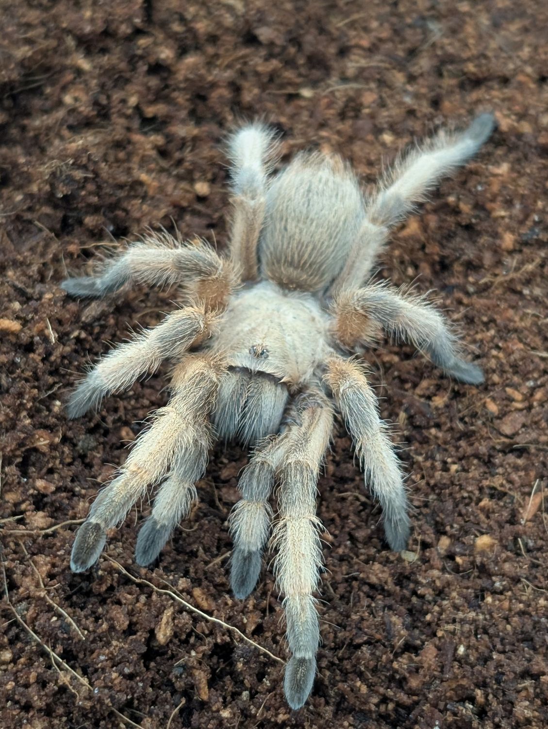 Aphonopelma moderatum - Rio Grande Gold (6-7cm)
