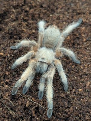 Aphonopelma moderatum - Rio Grande Gold (6-7cm)