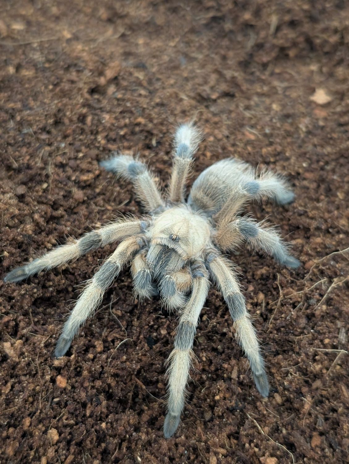 Aphonopelma moderatum - Rio Grande Gold Female (6-7cm)