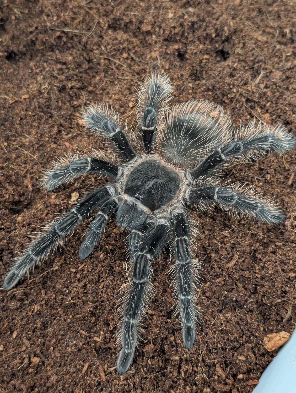 Lasiodora parahybana - Brazilian Salmon Pink Sub adult Male (14-15cm)