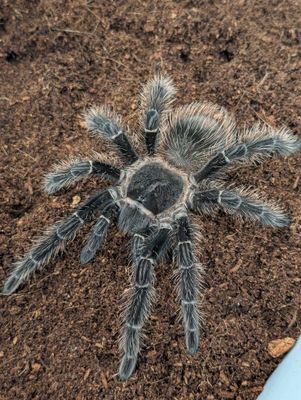 Lasiodora parahybana - Brazilian Salmon Pink Sub adult Male (14-15cm)