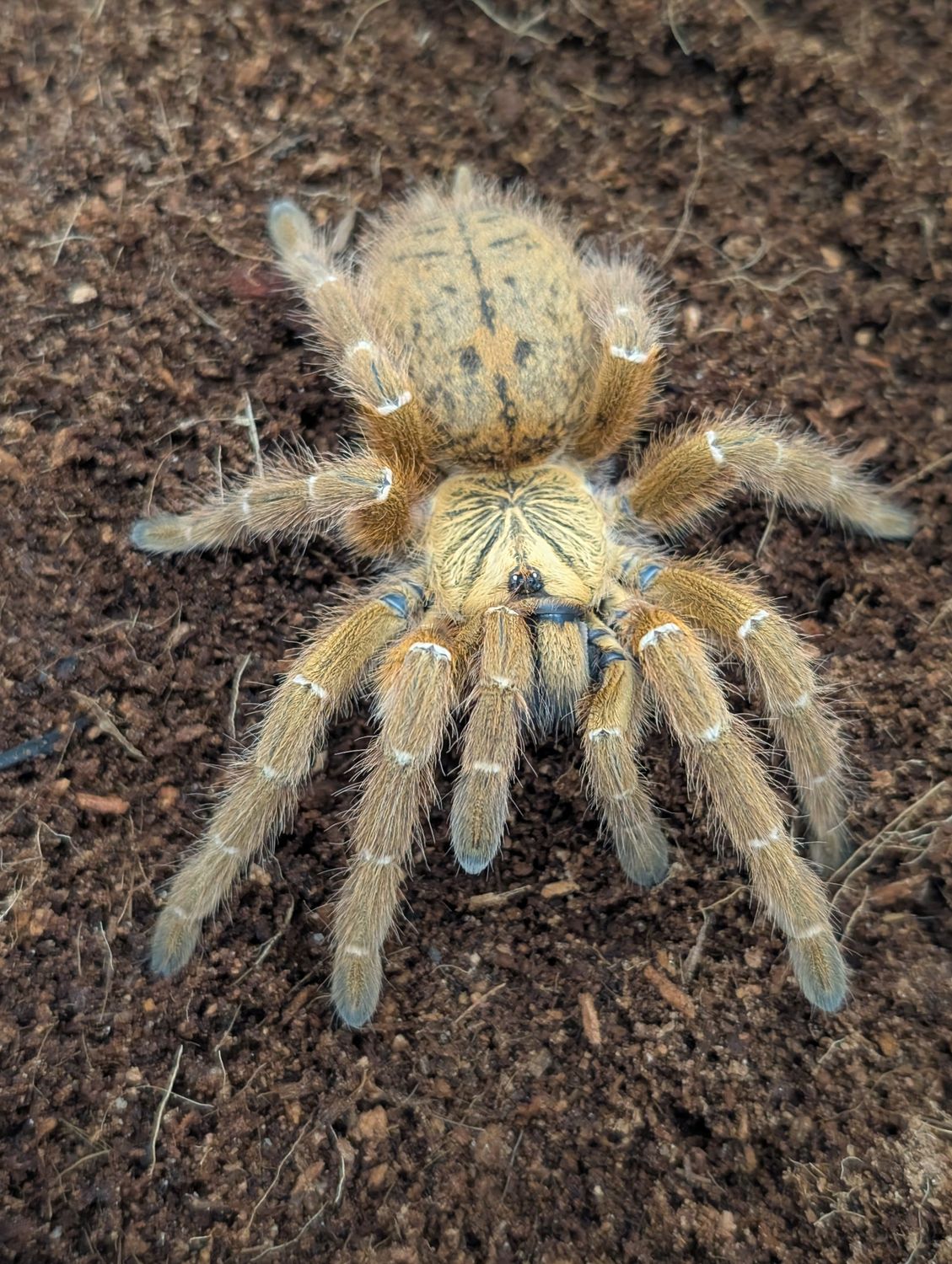 Pterinochilus murinus OBT Usambara Female (10-11cm)