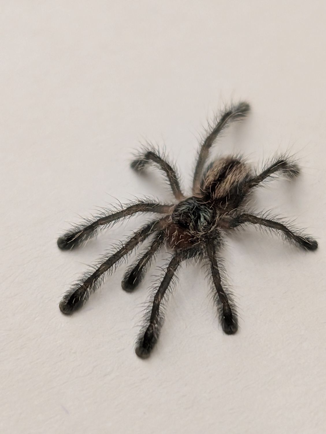 Iridopelma hirsutum - Amazon Ribbed Tree Spider (1-2cm)