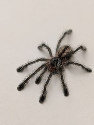 Iridopelma hirsutum - Amazon Ribbed Tree Spider (1-2cm)