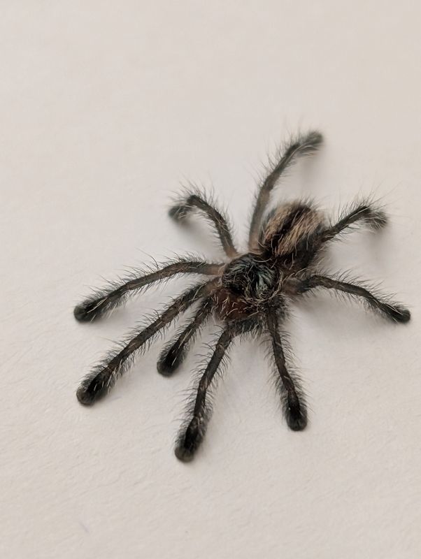 Iridopelma hirsutum - Amazon Ribbed Tree Spider (1-2cm)