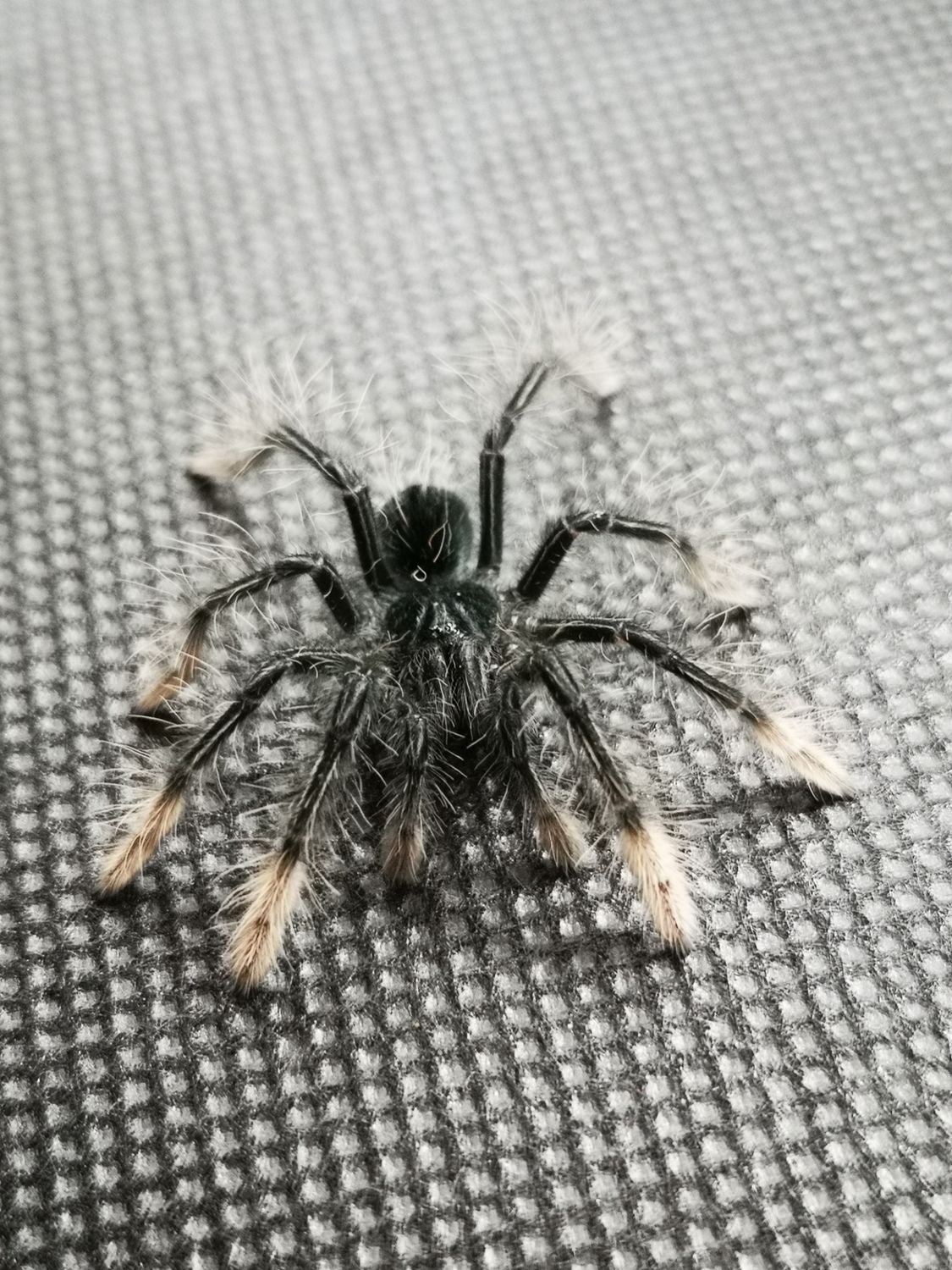 Theraphosa apophysis - Pink foot goliath (4-5cm)