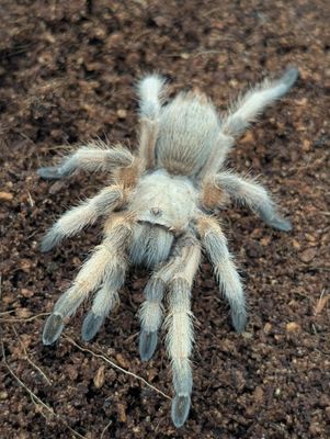 Aphonopelma moderatum - Rio Grande Gold (7-8cm)