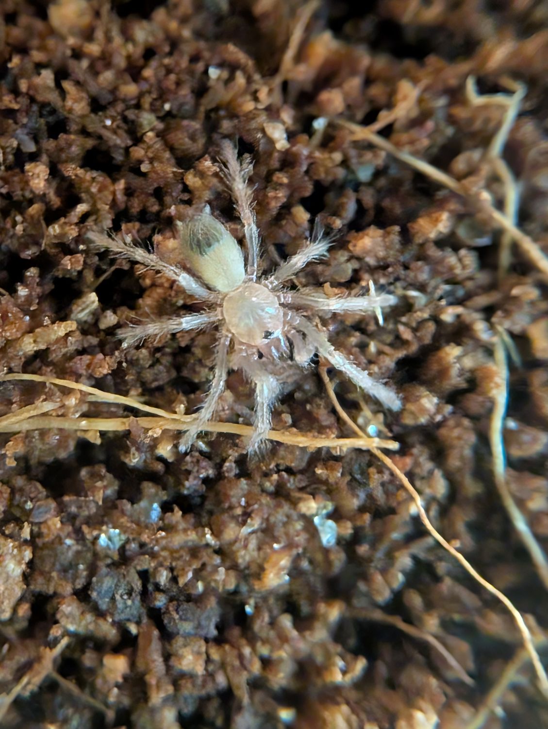 Pseudohapalopus sp. Blue - Blue bottle (0.5cm)