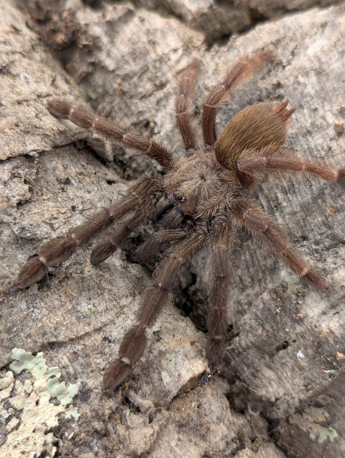 Psalmopoeus reduncus - Costa Rican Orange Mouth (PAIR) MALE (6-7cm) + FEMALE (7-8cm)