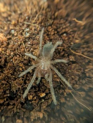 Thrixopelma puriens - Peruvian Green velvet (0.5-1cm)