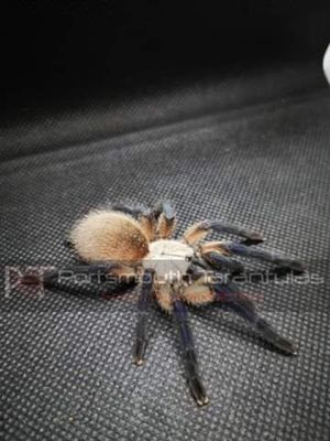 Monocentropus balfouri Socotra Island Blue Baboon (1-2cm)