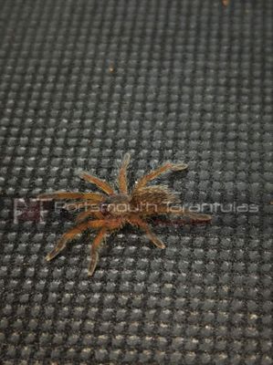 Harpactira pulchripes - Golden Blue Leg Baboon (1-2cm)