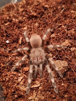 Vitalius chromatus - Brazilian red and white (1-2cm)